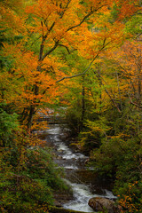Distant Bridge Surrounded By Towering Fall Colored Trees