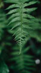 fern leaf in the forest