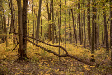 Downed Tree Trunk Looks LIke Tuning Fork In Fall Forest - obrazy, fototapety, plakaty
