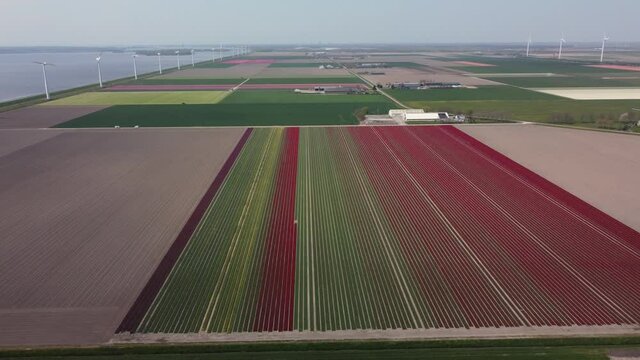 Colorful flowerfields with blooming tulips in the Flevopolder of the Netherlands, Aerial lef to right with windmills in the background
