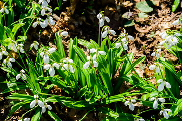 White blooming snowdrops (galanthus nivalis) at the forest on early spring