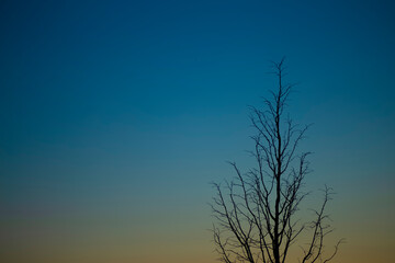 Evening dark blue sky at sunset with a lonely tree silhouette. Art photography for poster and cover concept