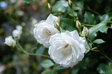 中之島公園薔薇園のバラ