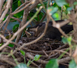 Nest with blackbird and blackbird chick