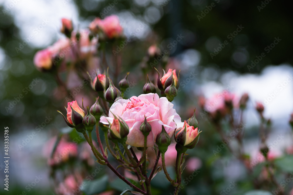 Wall mural 中之島公園薔薇園のバラ