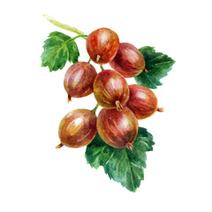 Gooseberry. Watercolor illustration. Watercolor painted gooseberry branch.