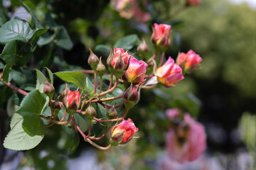 中之島公園薔薇園のバラ