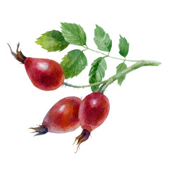 Rosehip. Watercolor illustration. Watercolor painted gooseberry branch.