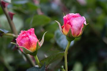 中之島公園薔薇園のバラ