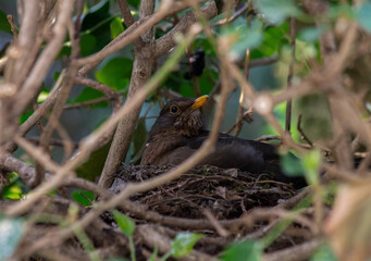 Naklejka na ściany i meble Breeding blackbird in nest II