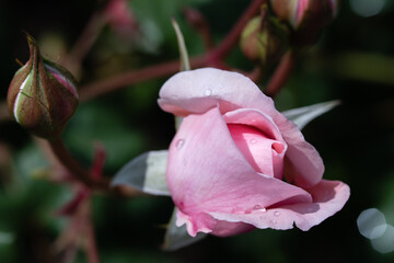 中之島公園薔薇園のバラ