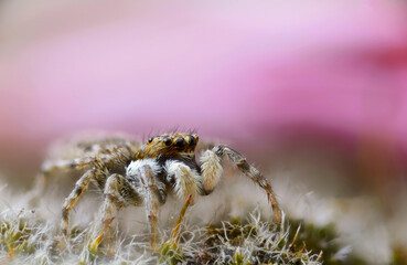 Detail of a jumping spider (Salticidae)