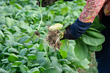 Close up of farmer taking sapling to plant in a tobacco field in Cambodia