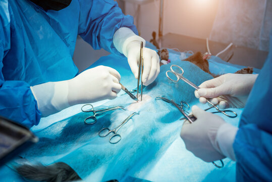 Veterinarian surgeons in operating room doing cat neutering