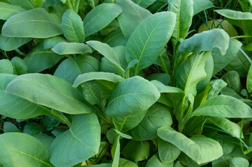 Close up of tobacco young plant in the field