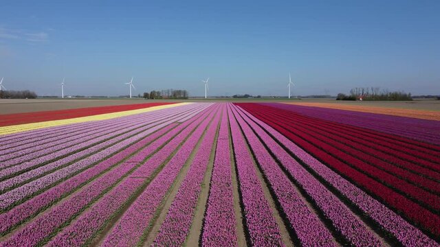 Colorful flowerfields with blooming tulips in the Flevopolder of the Netherlands, Aerial