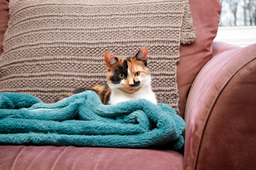 Calico kitten resting on a soft turquoise blanket on a brown sofa