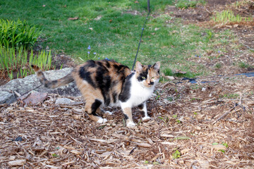 Calico kitten in a garden in spring - squinting at the camera