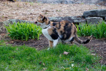 Calico kitten in a garden in spring - side view with her tongue out