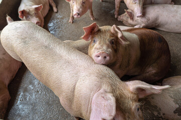 Young pigs in hog farms, Pig industry