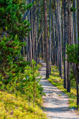 Hiking trail through pine forest in Yellowstone