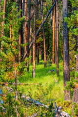View of lush pine forest in Yellowstone