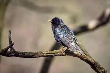 Star ( Sturnus vulgaris ).