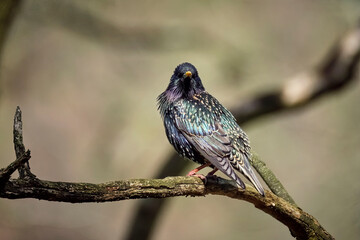 Star ( Sturnus vulgaris ).