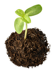 Sunflower sprout in the ground close-up.