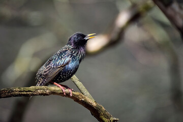 Star ( Sturnus vulgaris ).