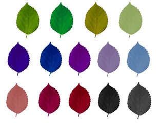 Collection of colorful leaves isolated on white background.