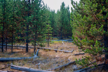 View of lush pine forest in Yellowstone