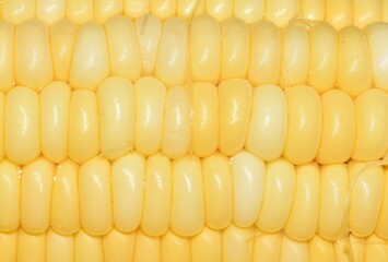 Close up of cooked corn kernels on the cob