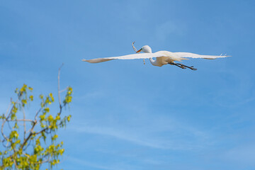 Great Egret in spring time