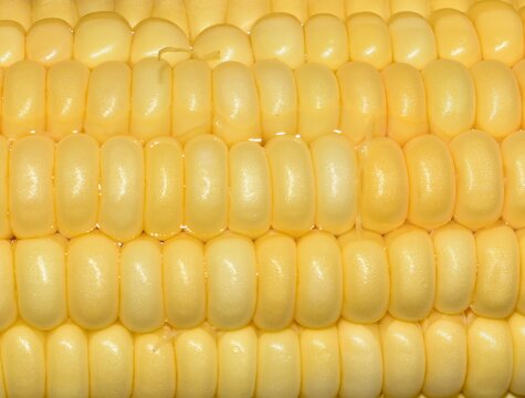 Background image of corn kernels on the cob