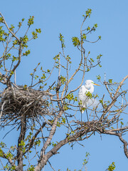Great Egret in spring time