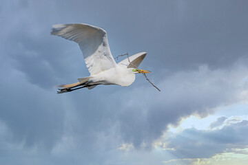 Great Egret in spring time