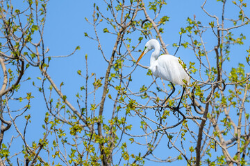 Great Egret in spring time