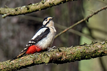 Buntspecht ( Dendrocopos major ).