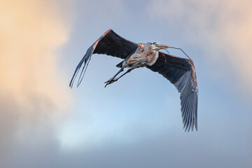Mississippi River rookery - Great Blue Heron in Flight	