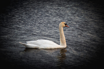 Swan
