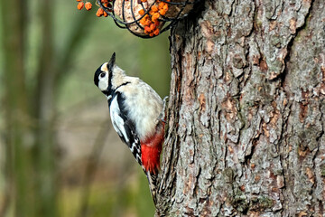 Buntspecht ( Dendrocopos major ).