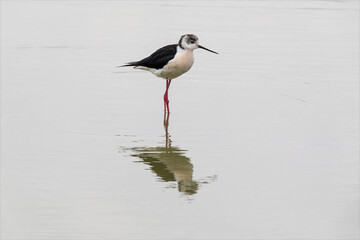 cavaliere d'Italia, un uccello acquatico della famiglia dei Recurvirostridi, nel suo ambiente naturale, riflesso sull'acqua del mare.