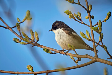 Trauerschnäpper ( Ficedula hypoleuca ).