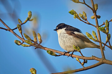 Trauerschnäpper ( Ficedula hypoleuca ).