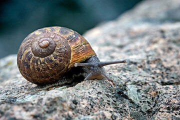 Gefleckte Weinbergschnecke ( Cornu aspersum , Helix aspersa , Cryptomphalus aspersus oder Cantareus aspersus ).