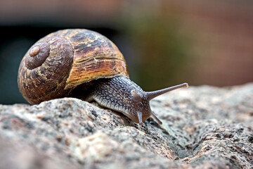Gefleckte Weinbergschnecke ( Cornu aspersum , Helix aspersa , Cryptomphalus aspersus oder Cantareus aspersus ).