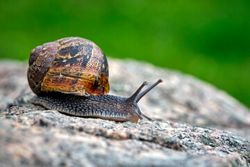 Gefleckte Weinbergschnecke ( Cornu aspersum , Helix aspersa , Cryptomphalus aspersus oder Cantareus aspersus ).