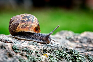 Gefleckte Weinbergschnecke ( Cornu aspersum , Helix aspersa , Cryptomphalus aspersus oder Cantareus aspersus ).