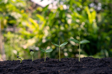 Small trees of different sizes growing on green background concept of caring for the environment and world environment day.